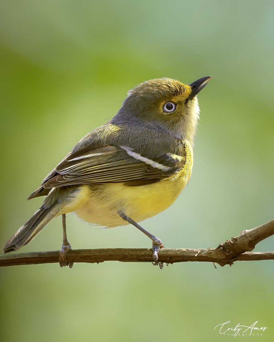 corbyamosphoto1's tweet photo. White-eyed Vireo
.
https://t.co/1uMhIUvhfj
.
https://t.co/5097W1HYet
.
#birdphotography #birdwatching #BirdTwitter #twitterbirds #birdpics #BirdsofTwitter https://t.co/MZ2hY3Mjdr