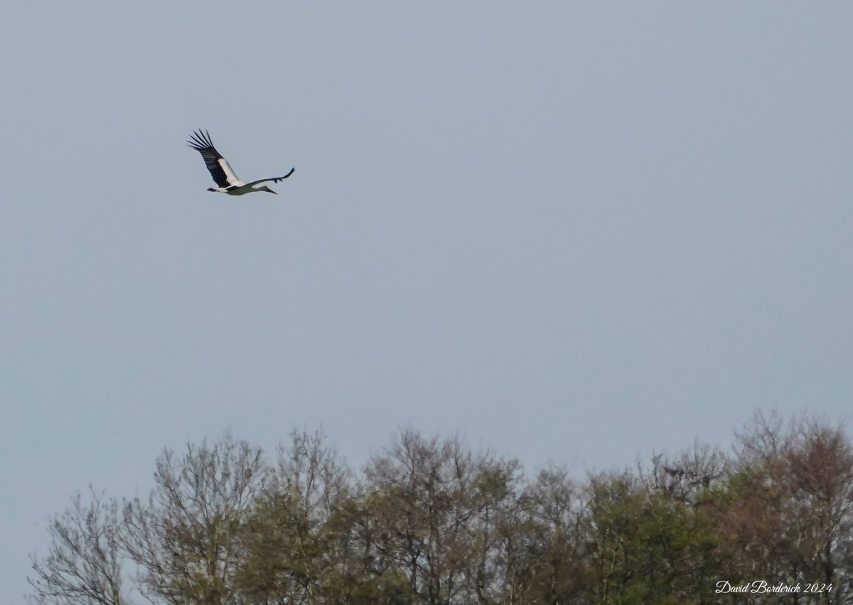 Then flew high south east in the direction of Kessingland