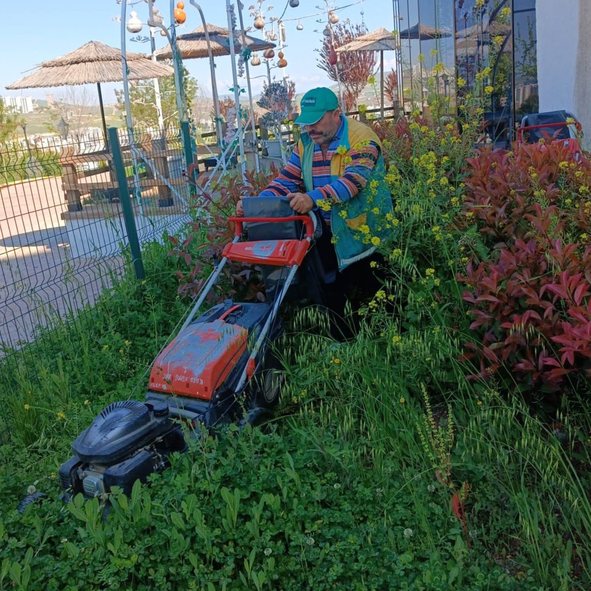 Yeşil alanlarımızı en iyi şekilde korumak, güzelleştirmek ve sağlıklı gelişimlerini sağlamak için Park ve Bahçeler Müdürlüğü ekiplerimiz çim biçme ve budama çalışmaları gerçekleştiriyor.
@nihatcftc