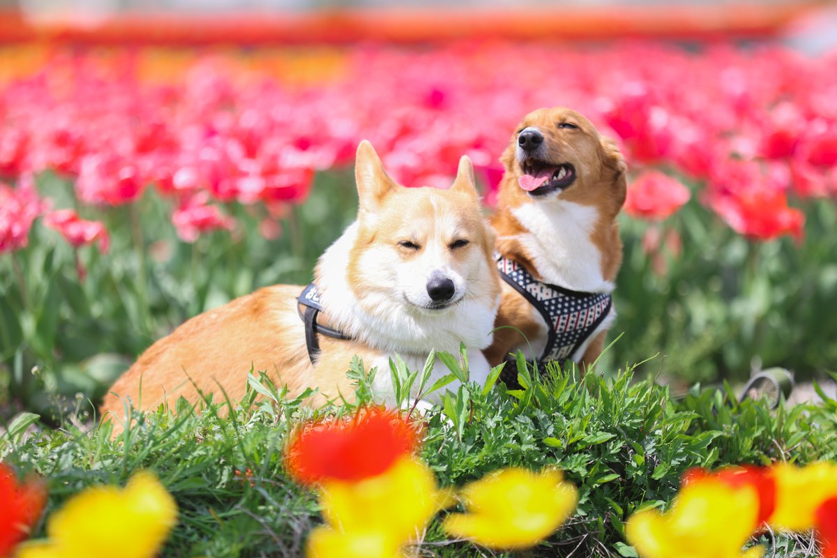 okoge_cogi's tweet photo. 🌷
#corgi #dorgi https://t.co/nLdUWmjGaT