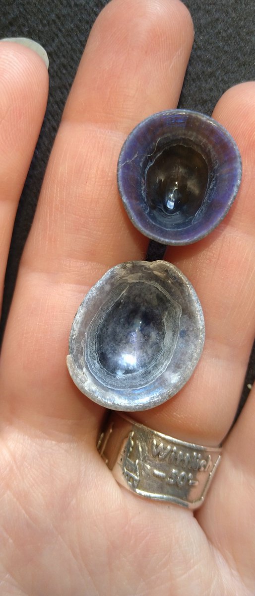 Found a couple of blue limpet shells yesterday. I've never seen blue ones before. Very pretty!