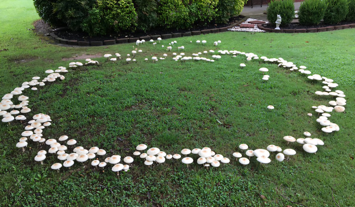 The Faerie Ring, is a ring of mushrooms.  Do not step into the Faerie Ring as the Faeries can keep you in there, it could be days before you get back to the human world. #Ireland ##FolkloreSunday