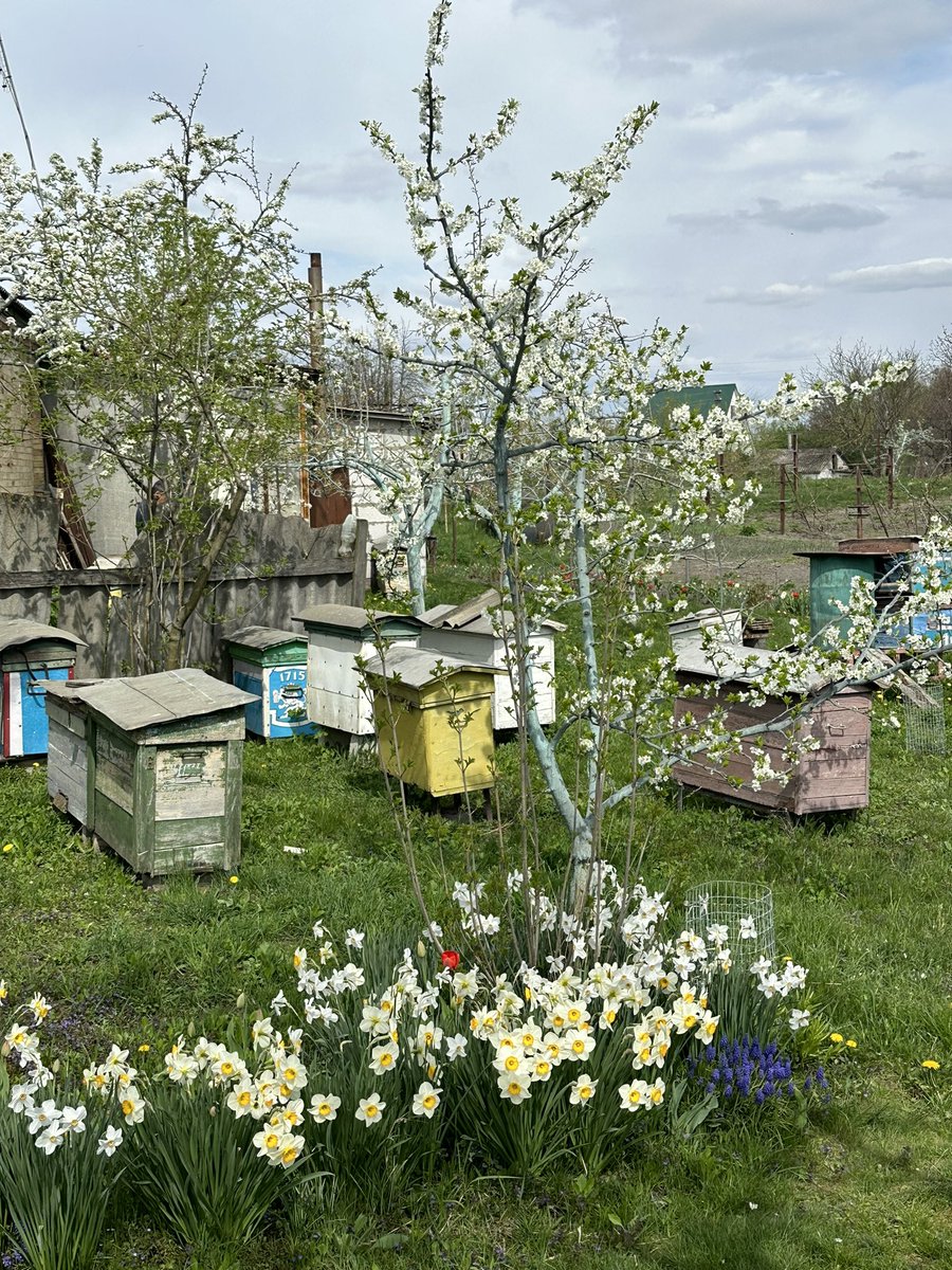 Let me show you how spring looks in a Ukrainian village, east of Kyiv. After it survived the russian occupation, I realized that it’s the most dear and important place on Earth for me. And I mean it.