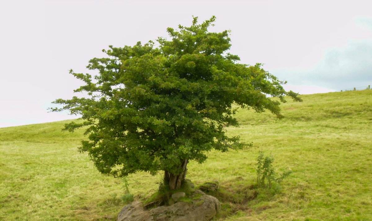 Any lone tree is considered a 'Fairie Tree' It is very bad luck to cut down a Faerie Tree. #Ireland ##FolkloreSunday