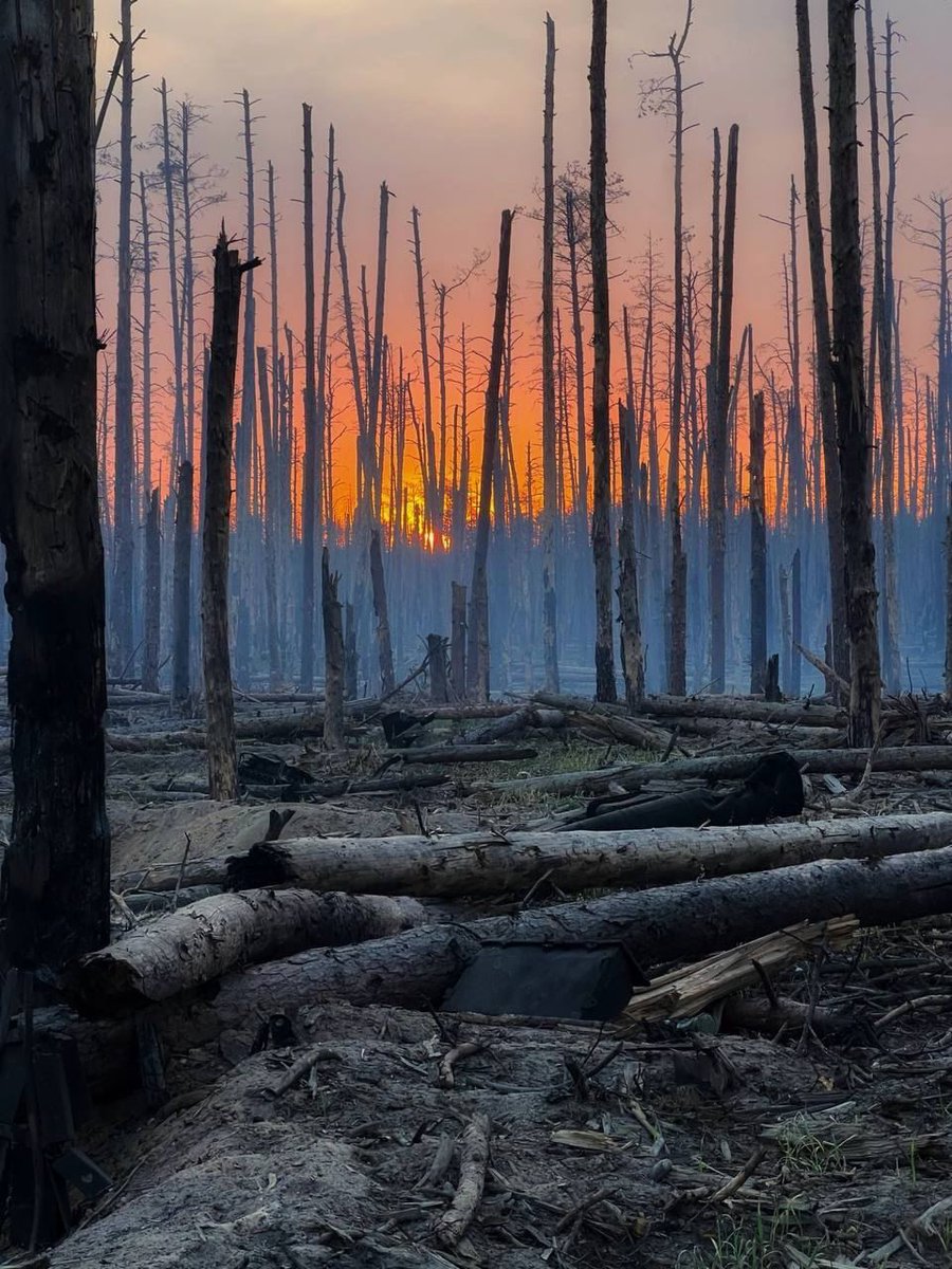 Sunrise in the Serebryansky forest near Kremenna, Ukraine The forest was almost completely burned out as a result of military actions.