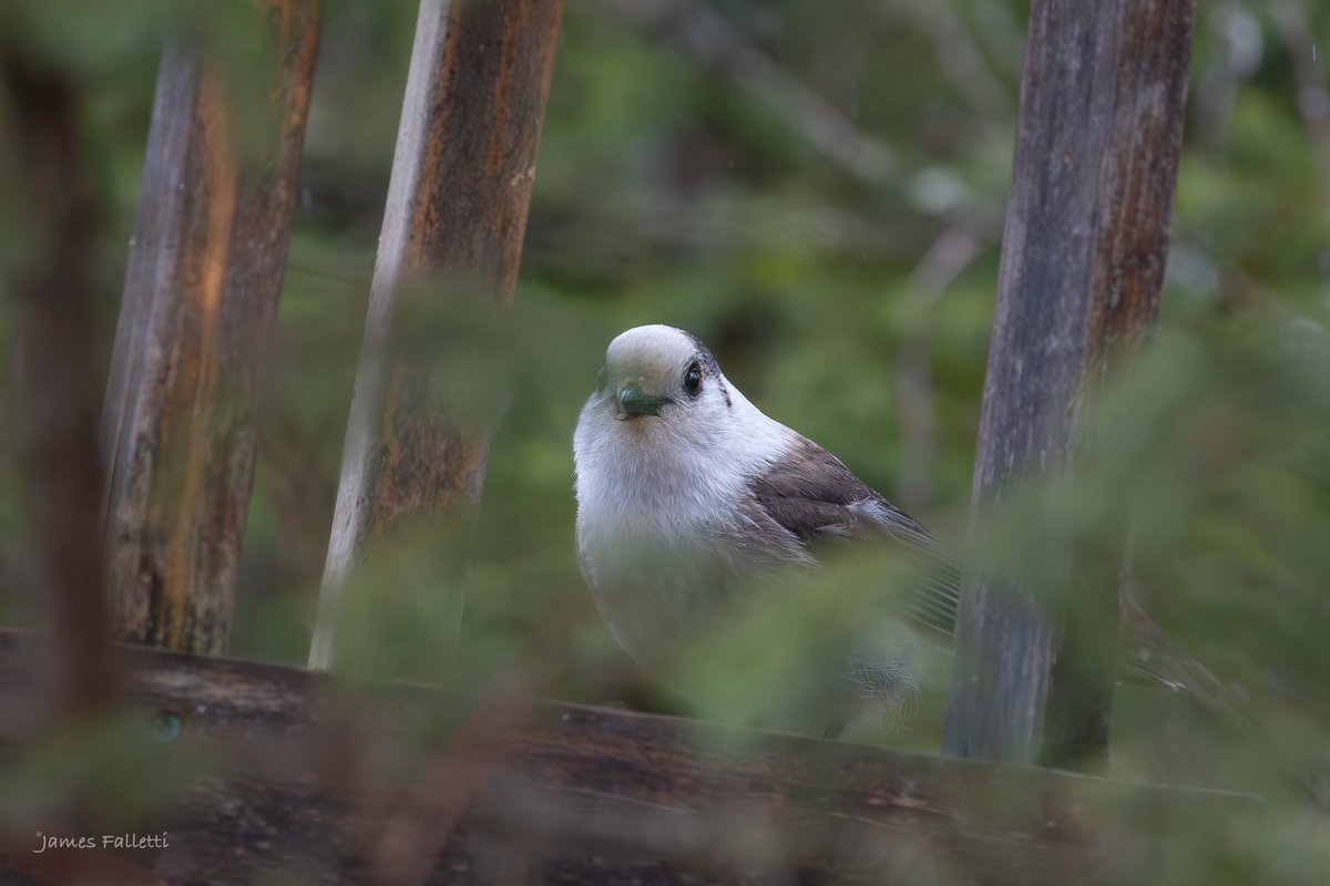 Canada Jay 🔎 Perisoreus canadensis Upstate New York 4/2024 #Nikon D500 📸 Reminder: Give Wildlife Space - Make sure to bring binoculars or a camera with a telephoto lens, and give our wildlife the respect they deserve by not going near them