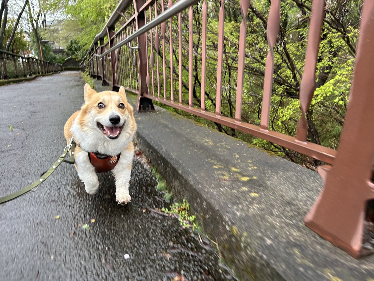 okoge_cogi's tweet photo. 散歩中の表情と撮影中の表情
#コーギー #ドーギー #corgi #dorgi https://t.co/H4iZWxU2YN