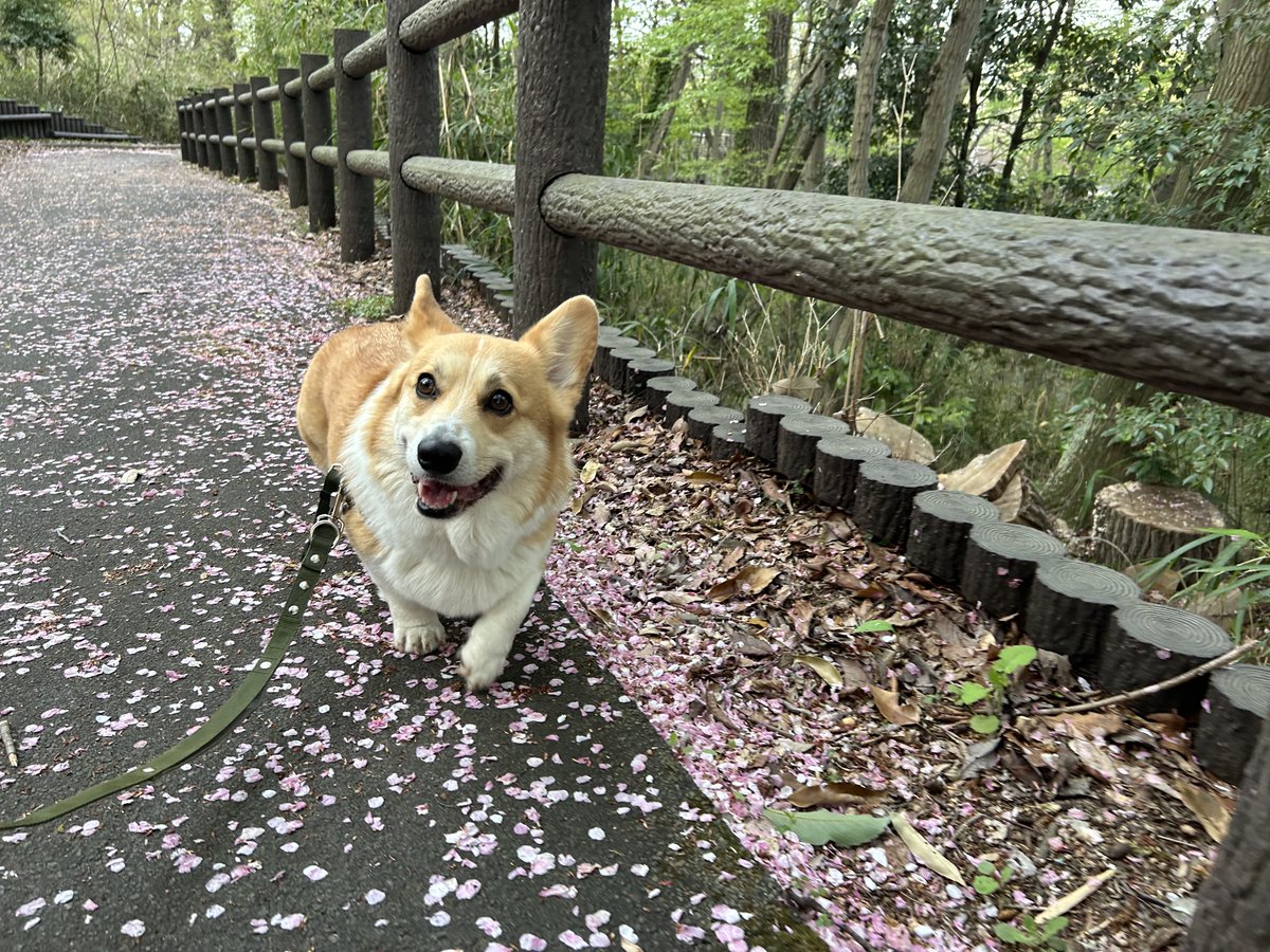 okoge_cogi's tweet photo. 散歩中の表情と撮影中の表情
#コーギー #ドーギー #corgi #dorgi https://t.co/H4iZWxU2YN