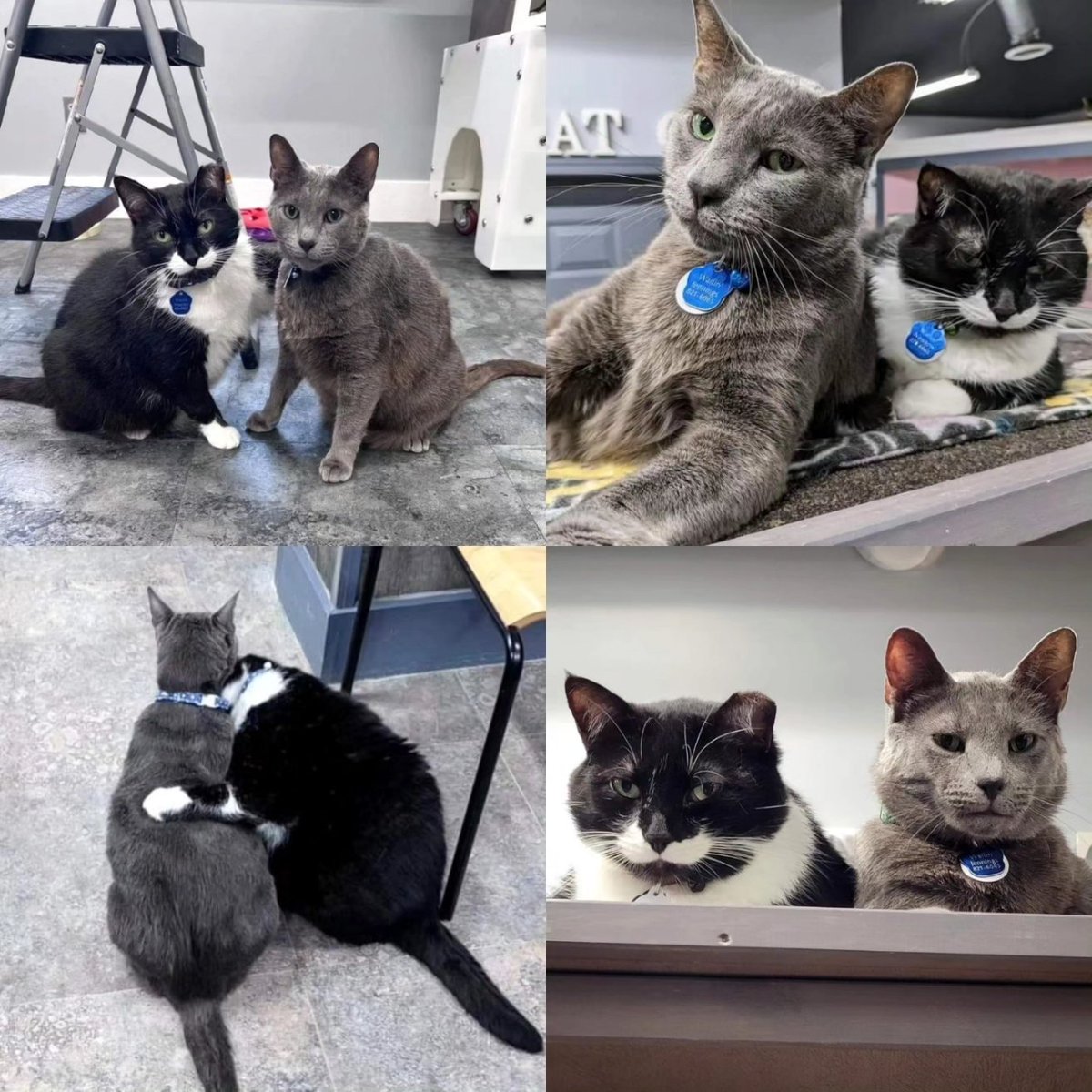 Bonded pair Wayne Newton (tux) and Wailin Jennings are looking for a home to call their own. Learn more about this dynamic duo here 👇 petfinder.com/cat/wailin-jen…