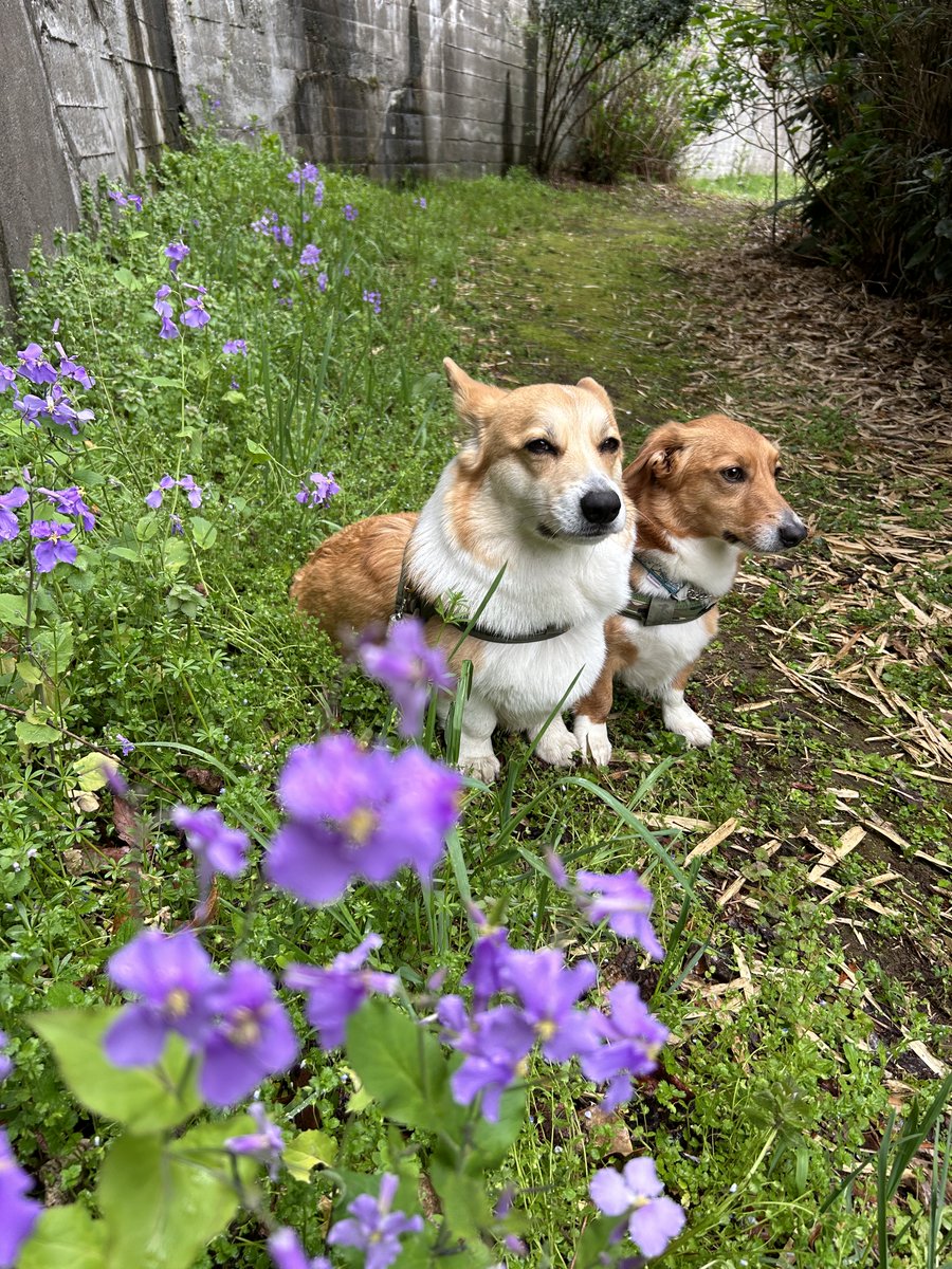 okoge_cogi's tweet photo. 散歩中の表情と撮影中の表情
#コーギー #ドーギー #corgi #dorgi https://t.co/H4iZWxU2YN