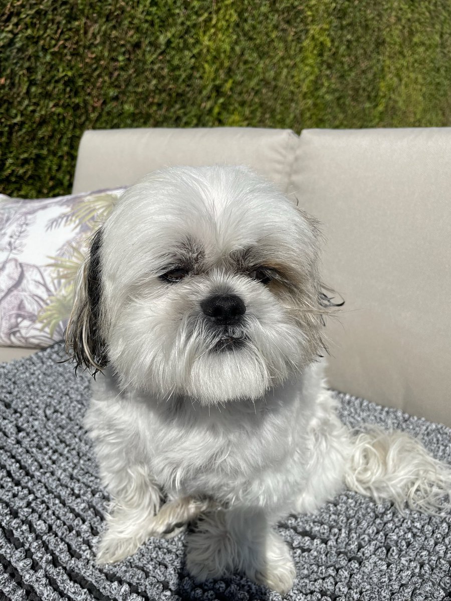 Laoretta3's tweet photo. veri non finiscono mai e noi ci amiamo tutt’ora da matti.

Vola in salute, vola al sicuro, stai sereno,

Ti amo,

Mamma.🕊️🐶🫶🏽❤️

#rip #figliomio #manchi https://t.co/Cq8viExcnt