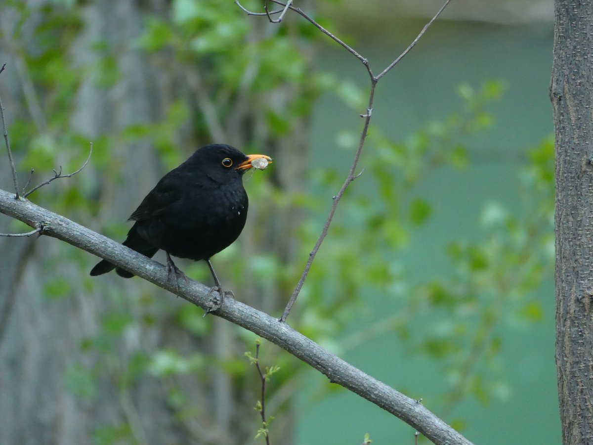 entreorzaygamon's tweet image. Hora del desayuno. #Hoz del #Júcar #Senderismo #Oryga