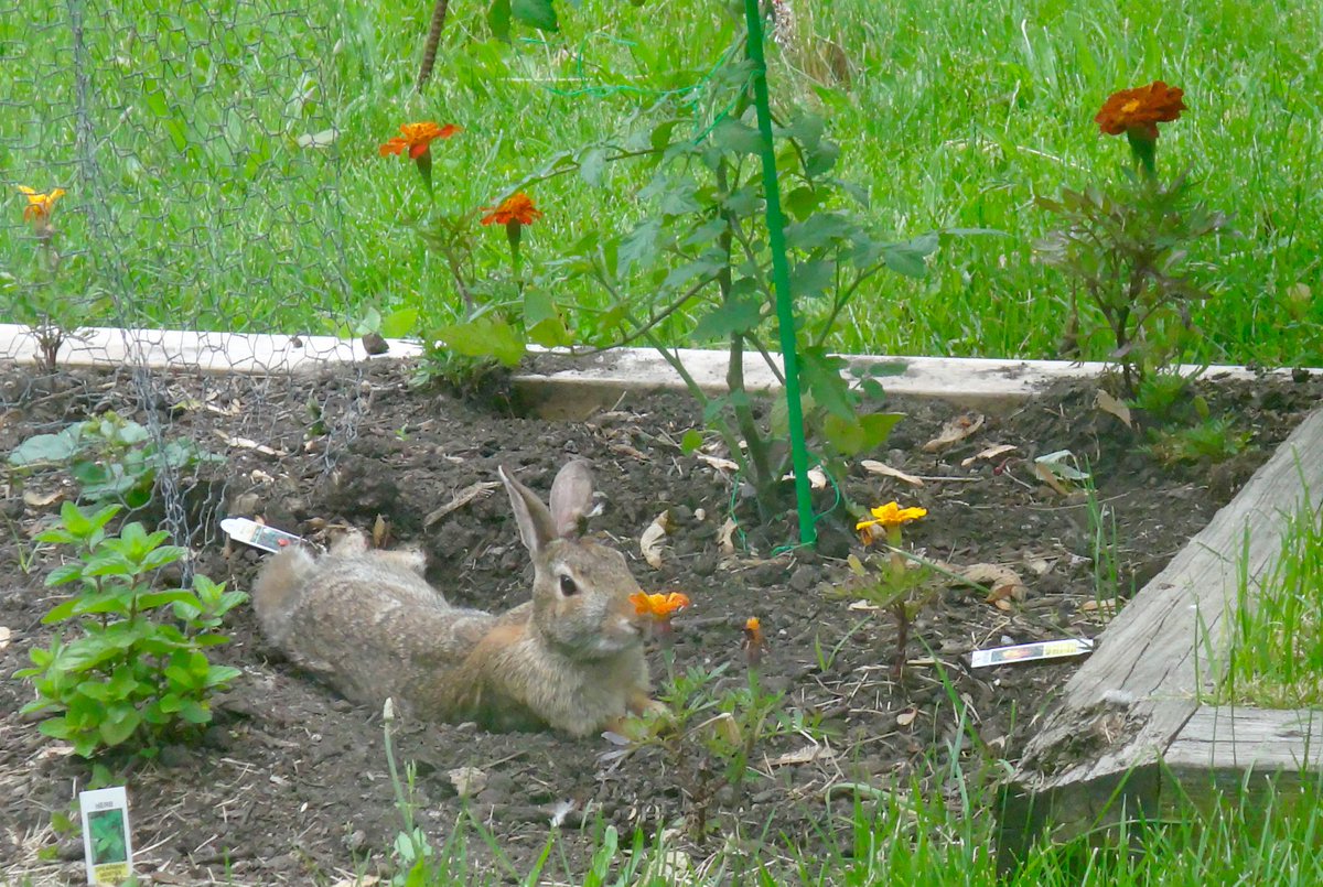 That time I planted marigolds to keep the bunnies out and they turned it into a bunny-relaxing-area! #bunny #bunnies #rabbit #rabbits #NatureIsFunny #NaturePhotography #nature #wildlife #WildlifePhotography
