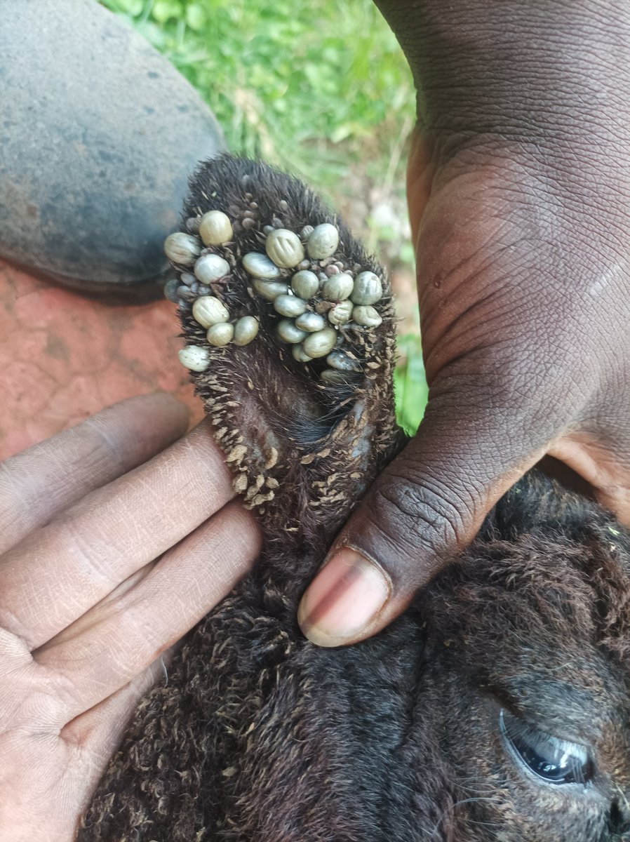 Controlling Ectoparasites  is one of the  challanges many farmers are facing today in Kenya.
Take a look at this lamb, ears alone have accommodated over 100 ticks.
Farmers are in dire need of education and training in how to control this.
#Identify #examine #control #Ticks