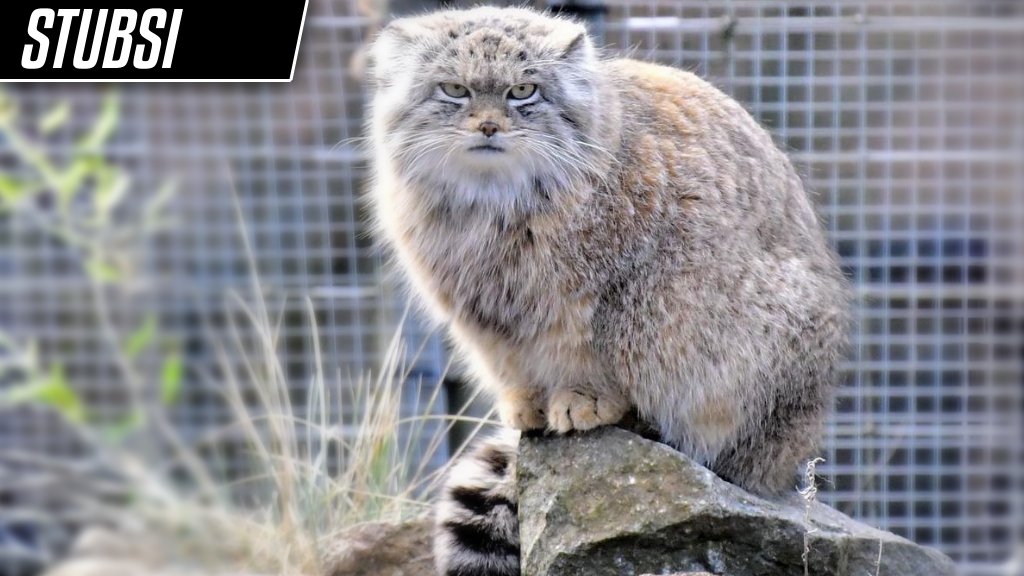 DailyMantle3's tweet photo. Round 2 (Group E) - Vote for your favorite manul!