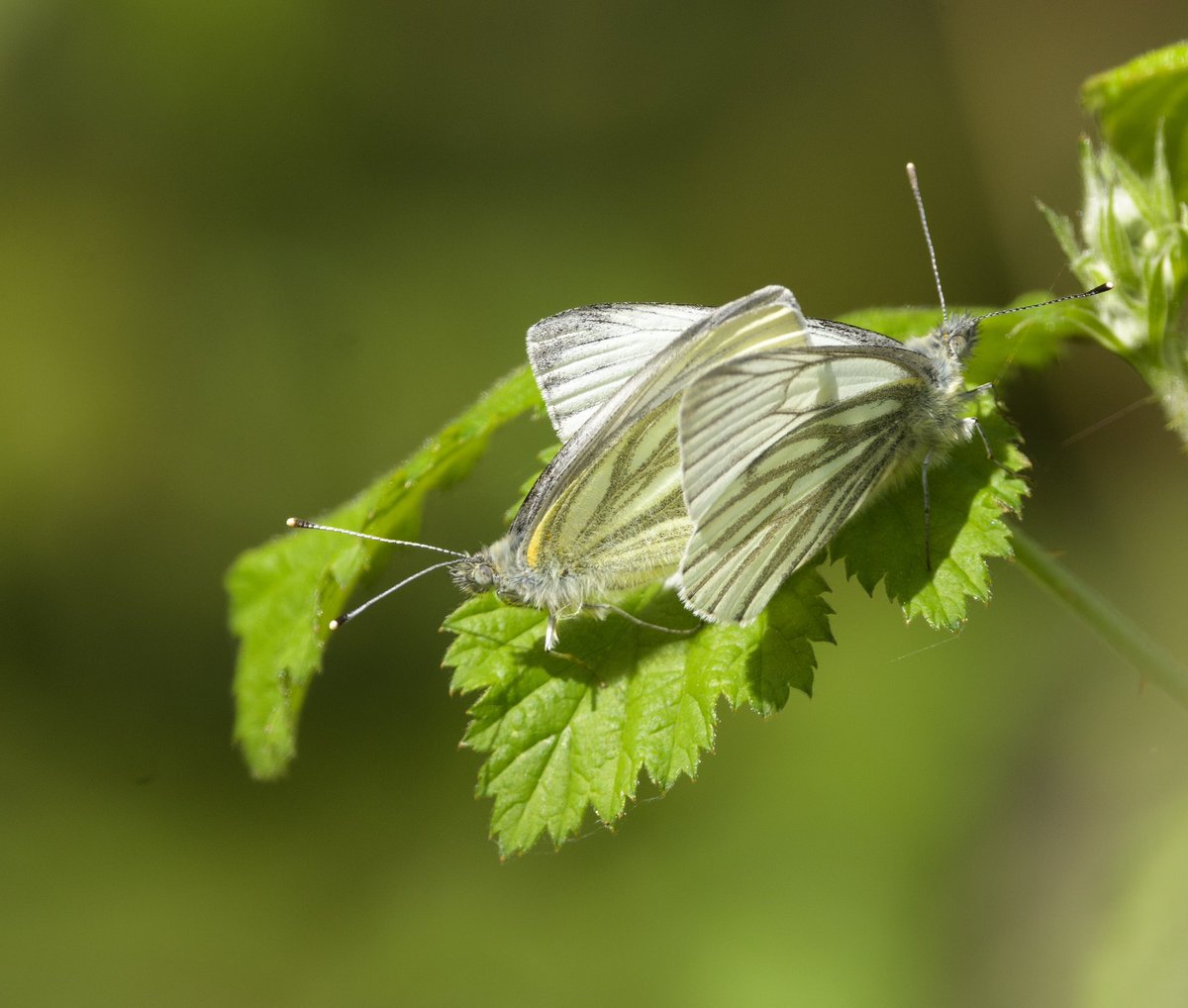 Green Veined Whites @savebutterflies