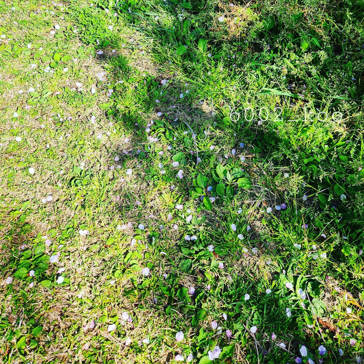 6002_koo's tweet photo. また、来年。

#桜2024 https://t.co/rsC3EtGJDR