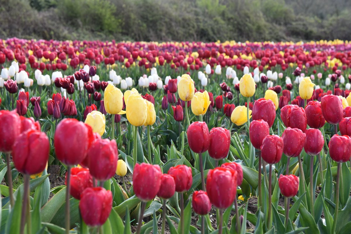 Dibbz86's tweet photo. #threecrosses #swansea #tulips 🌷
@S4Ctywydd @allyhumphreys @ElinAlexander_ @meganeleri @bffg78 @tanwencray https://t.co/qaD63MTbR8