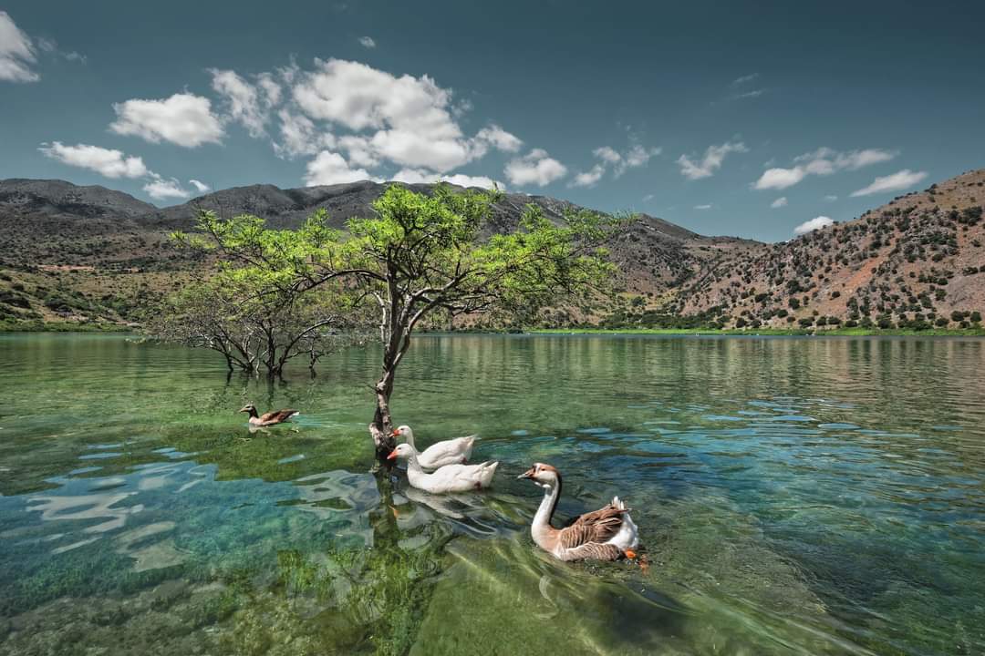 Dive into tranquility at Lake Kournas! 🌊 Discover its pristine beauty, paddle in crystal-clear waters along with ducks and geese, and soak in breathtaking views. Ready for an unforgettable escape? Plan your visit now! 🔗visitgreece.gr/experiences/na… #VisitGreece #Chania #lakekourna