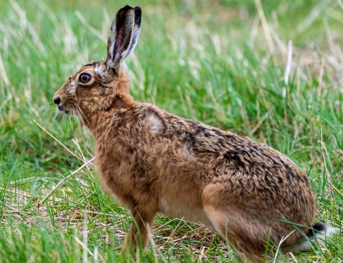 Hare in the Cotswolds