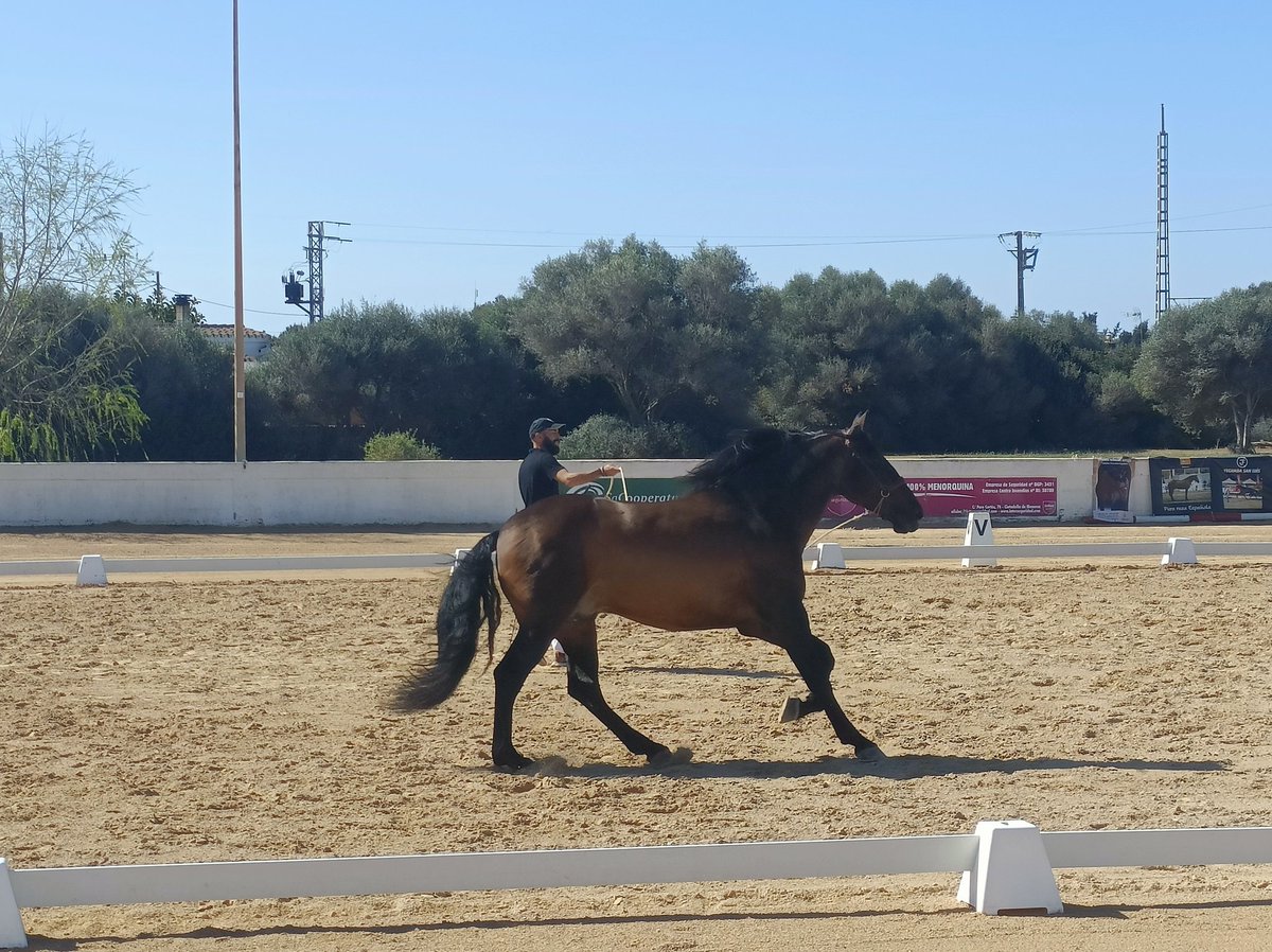 salomecr's tweet photo. Hoy en representación del Ayuntamiento de #EsCastell en la entrega de Trofeos del concurso morfofuncional Caballo Pura Raza Española #EsPre #Menorca. Club hípic Ciutadella.
Gran trabajo de organizacion y enhorabuena a los participantes y campeones. https://t.co/pgr9Hpa0rm