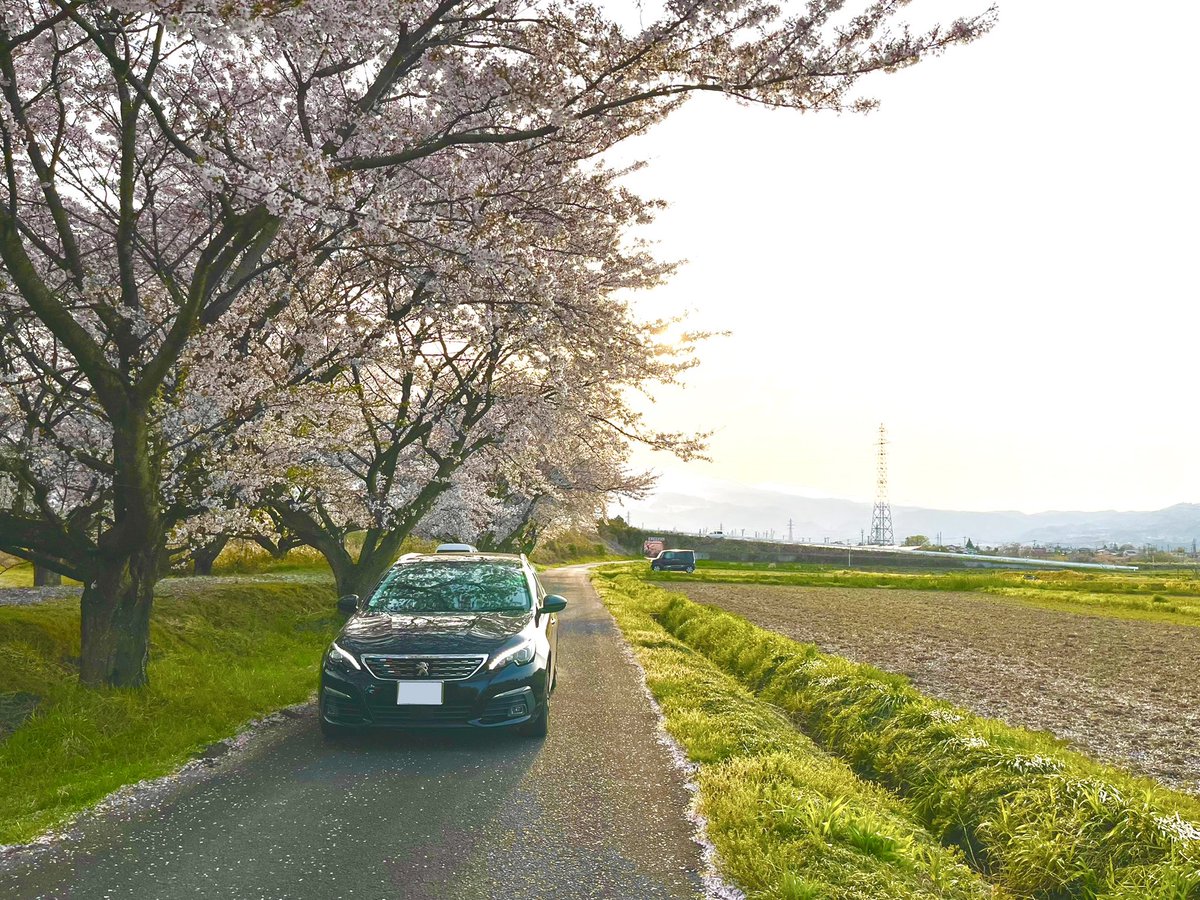 mori308sw's tweet photo. 福島もギリギリの桜
間に合ってよかった😆

#プジョー
#308sw
#桜 https://t.co/jNdXPl3a5C