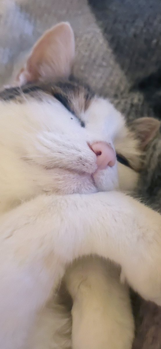 slaveto2cats's tweet image. "Embracing the Art of Doing Nothing 🐾😺 #ContentedCat #ChillinWithMyCat