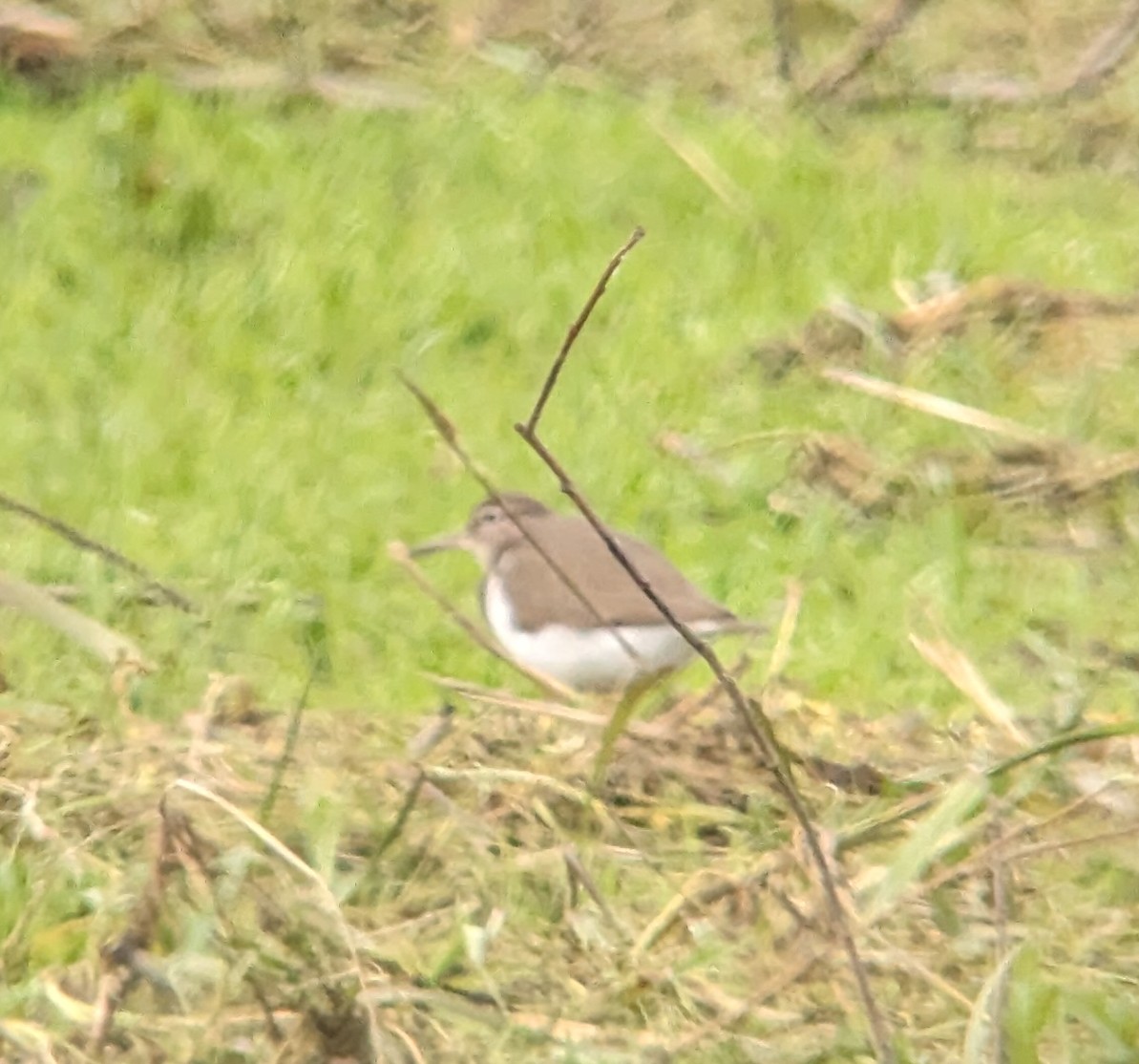 I find Common Sandpiper tricky to find @LDV_NNR Wheldrake ings so was pleased to get one this morning