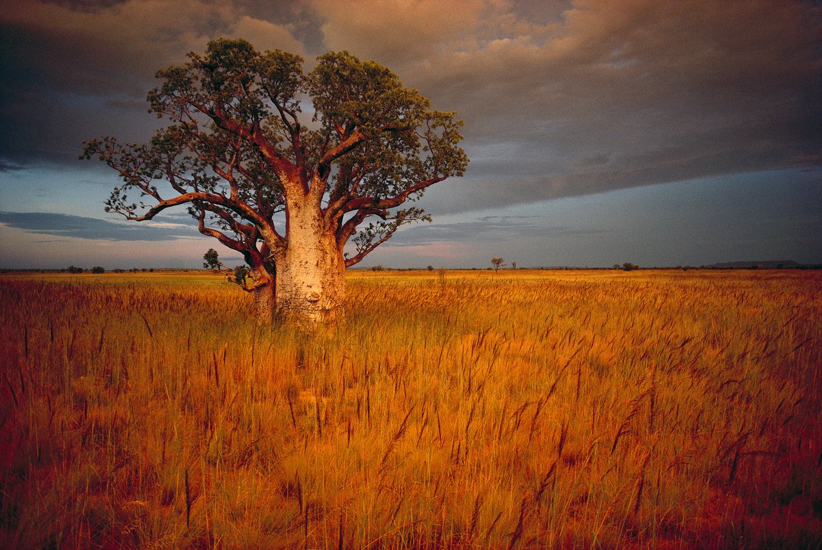 #GününFotoğrafı | Sam Abell'in objektifinden / Avustralya, Wyndham yakınlarındaki çalılıkların içinde tek başına duran bir Baobab ağacı.