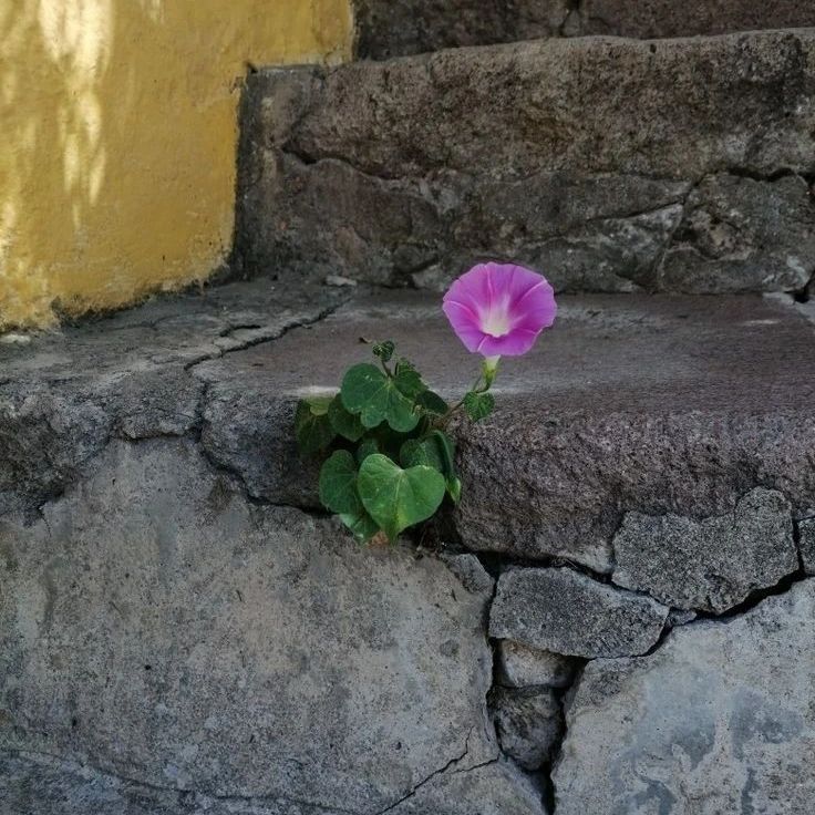 arboles_magicos's tweet photo. Nada en el mundo grita la palabra esperanza tan fuerte como las flores que crecen a través de las grietas en el cemento.
Su silencio es atronador y su esperanza infinita.
💚🌿🌺🌻🌷

#ArbolesMagicos #nature #naturaleza #madretierra #arboles #trees #bosque #flores #hojas https://t.co/ObOuqPFb9B