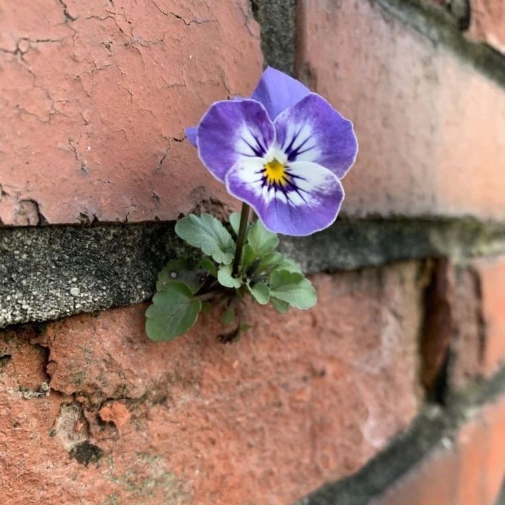 arboles_magicos's tweet photo. Nada en el mundo grita la palabra esperanza tan fuerte como las flores que crecen a través de las grietas en el cemento.
Su silencio es atronador y su esperanza infinita.
💚🌿🌺🌻🌷

#ArbolesMagicos #nature #naturaleza #madretierra #arboles #trees #bosque #flores #hojas https://t.co/ObOuqPFb9B