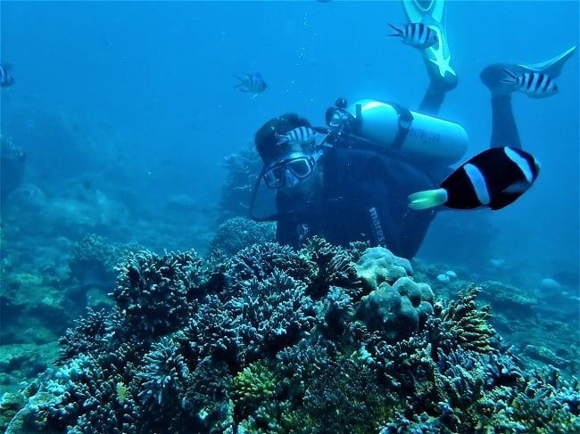 Diving to explore coral reefs in Nha Trang sea is a highly popular activity this summer in Vietnam . #Travel #Vietnam #photography #sea #diving #nhatrang #hochiminhcity #Tours #summer