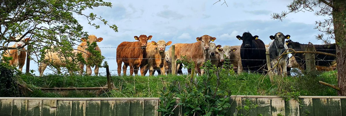 Good evening from the nosey cows at the bottom of our garden 🐄🐄🐄🐄🐄. @DickKingSmith