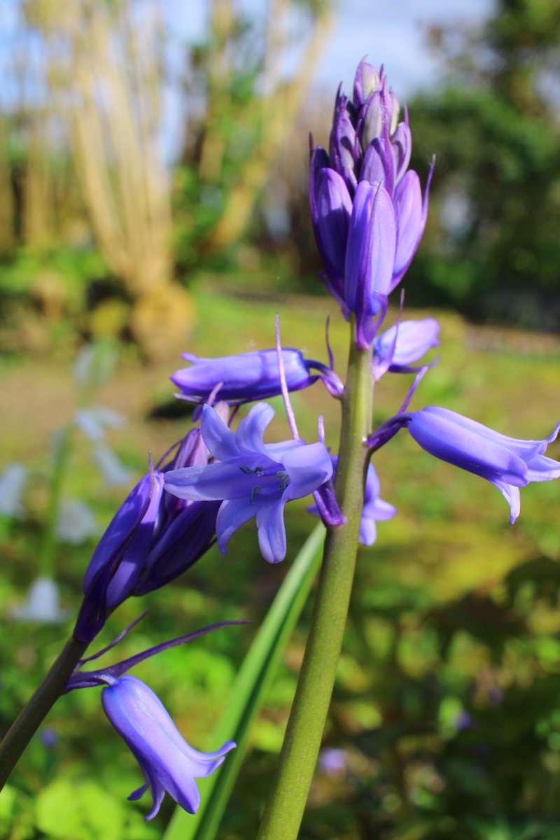 Bluebells #DSLR #macro #manual