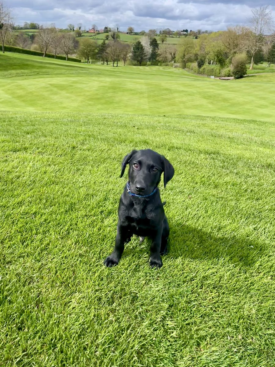 Sunday afternoon course inspection 🐾

#labrador #blacklabrador #puppy #dogsofturf #greenkeeper #bigga #coursewalk #horsley #horsleylodge #Derbyshire #DerbyshireGolf #MidlandsGolf #anthonyhastegolf