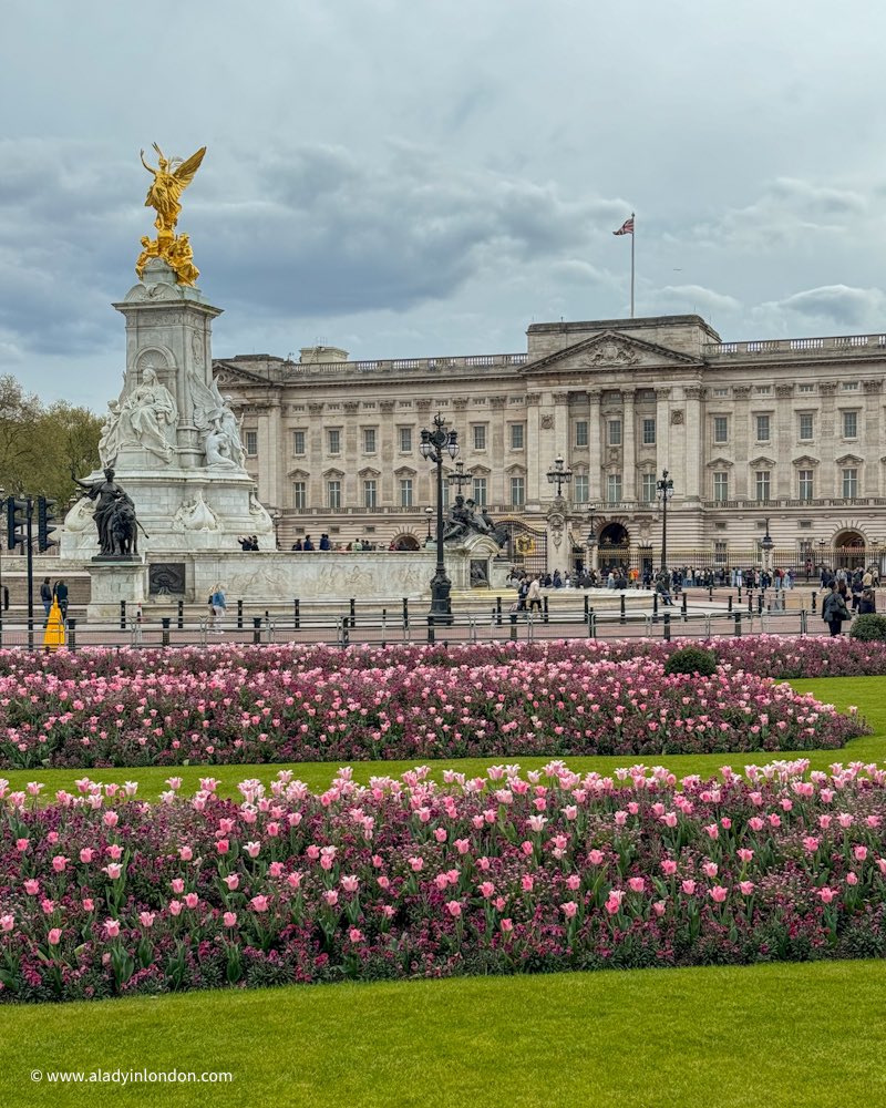 Buckingham Palace is looking beautiful today with all the spring tulips in London 🌷