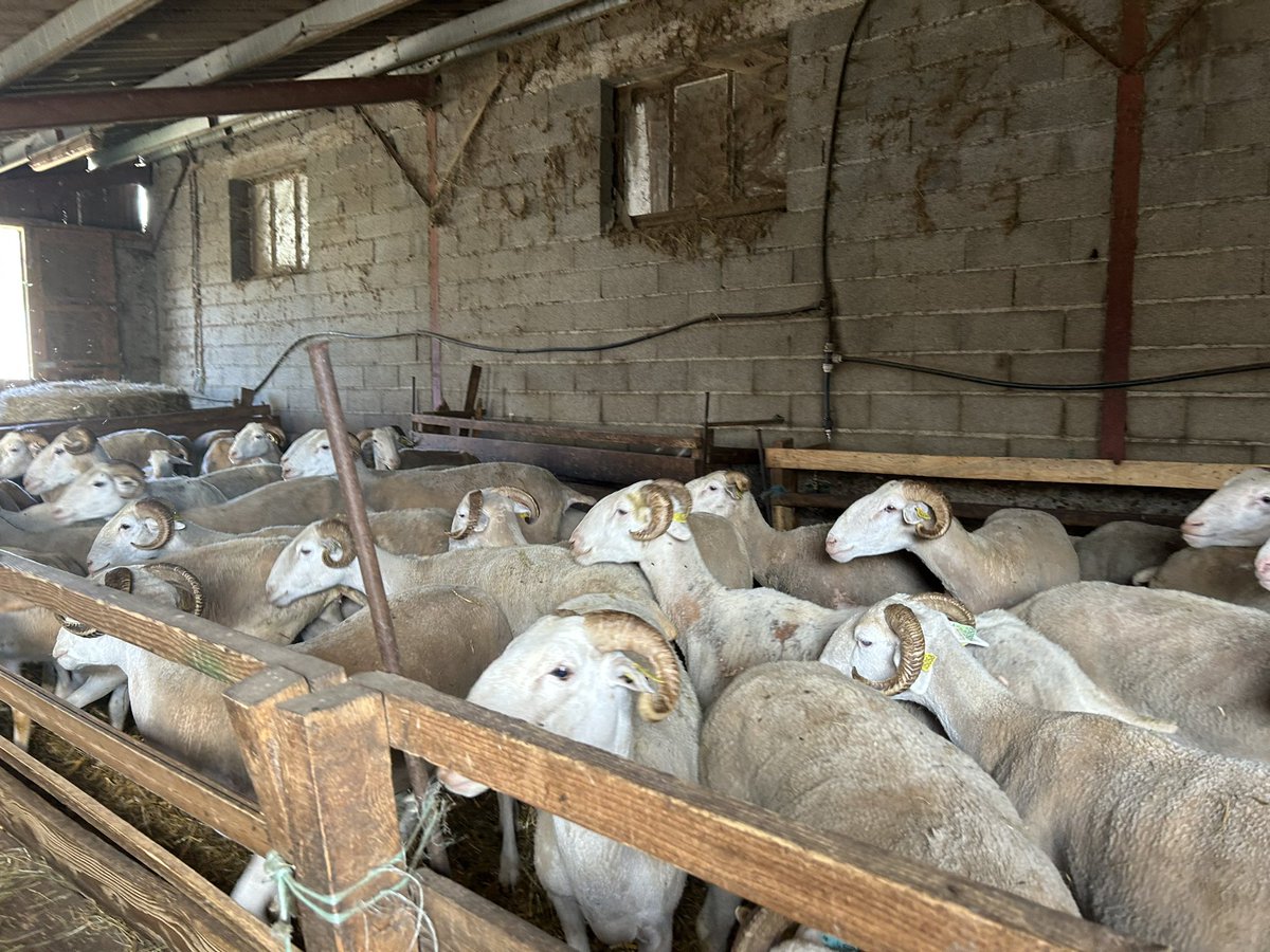 Merci à Bertrand Gerbet, éleveur et maire d’Arcizans-Dessus de son accueil aujourd’hui. Un échange franc et chaleureux sur la préservation du pastoralisme, la nécessité de simplifier, et de défendre le revenu de nos agriculteurs.