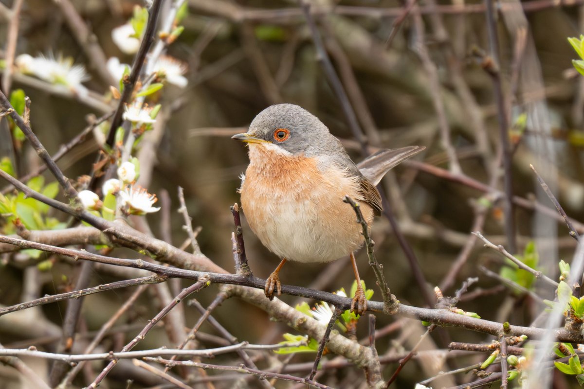 Although it was very mobile, the Western Subalpine Warbler put on a good show this afternoon.  What a little beauty!
@DorsetBirdClub @PortlandBirdObs @Natures_Voice @BirdGuides @BirdWatchingMag @BirdwatchExtra @birdwatch @RareBirdAlertUK 
#TwitterNatureCommunity #birdwatching