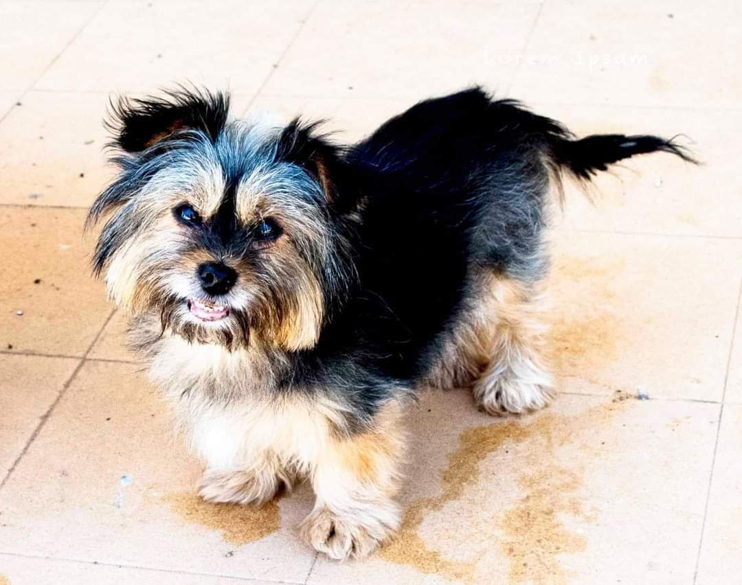 ⚠️ Atencion! ⚠️ Gente de Sevilla❗️

Nuestra Lumi se ha perdido hoy sobre la 1 de la tarde por la zona de hotel vértice (Sevilla Este)

Es una perrita  mayor sociable y cariñosa.
Si alguien la tiene o la ha visto  por favor pónganse en contacto a este número 679153122.