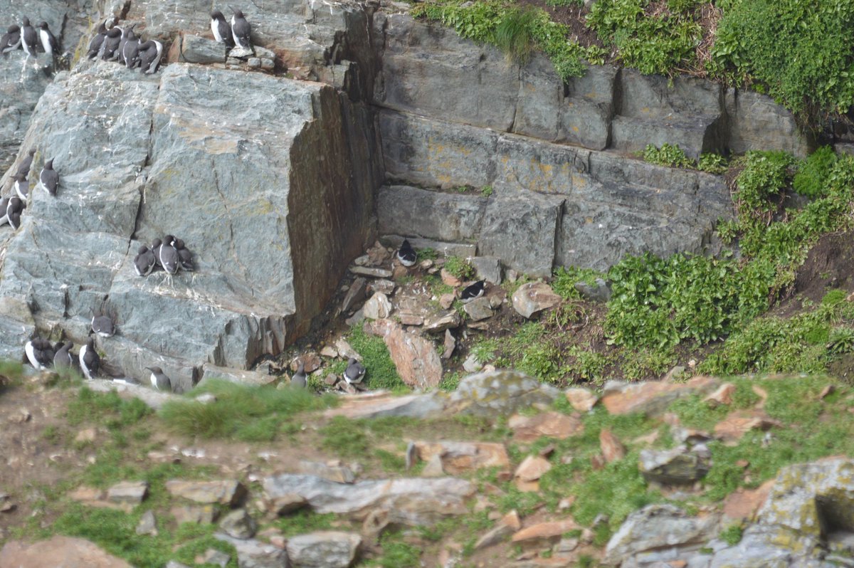 Guillemots and Razorbills (two in centre of photo) at RSPB South Stack Wales today for #BirdsSeenIn2024