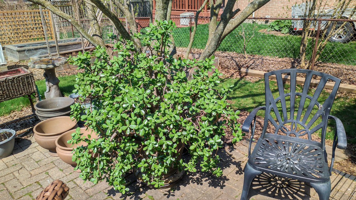 With spring now settling in, time to get the giant jades outside for the season. #gardens #spring