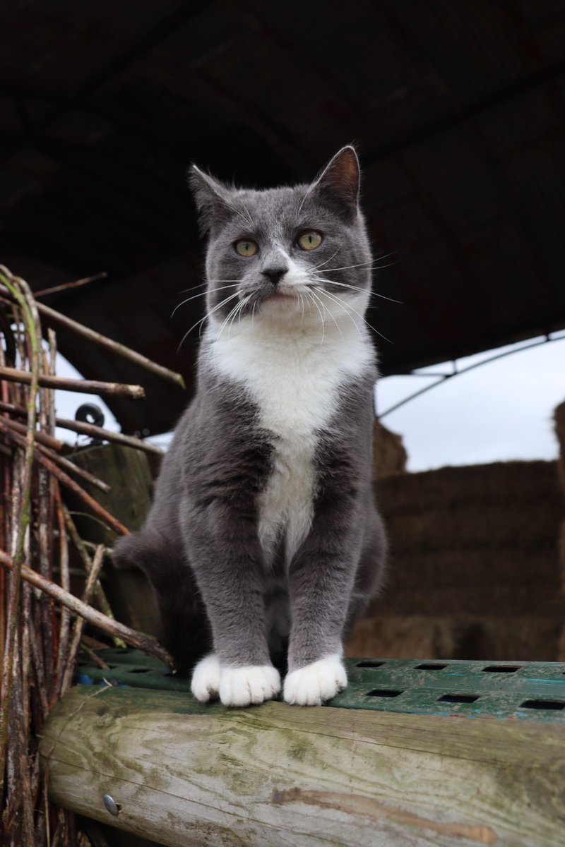 Ok Coral, I know I missed Caturday, but it was Nutmeg’s Birthday… at least with all of our amazing kitties around it’s Caturday everyday. #caenhillcc #coralthecat #catoftheweek #rescuecat #everydayiscaturday #farmcat