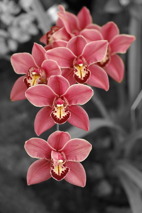 Art of the Day: 'Cymbidium Orchid'. Buy at: ArtPal.com/studio421?i=36…