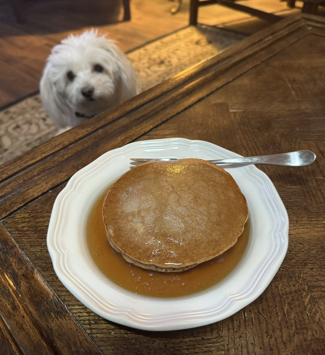 Look who is begging for a bite of Papa’s pancakes this morning.