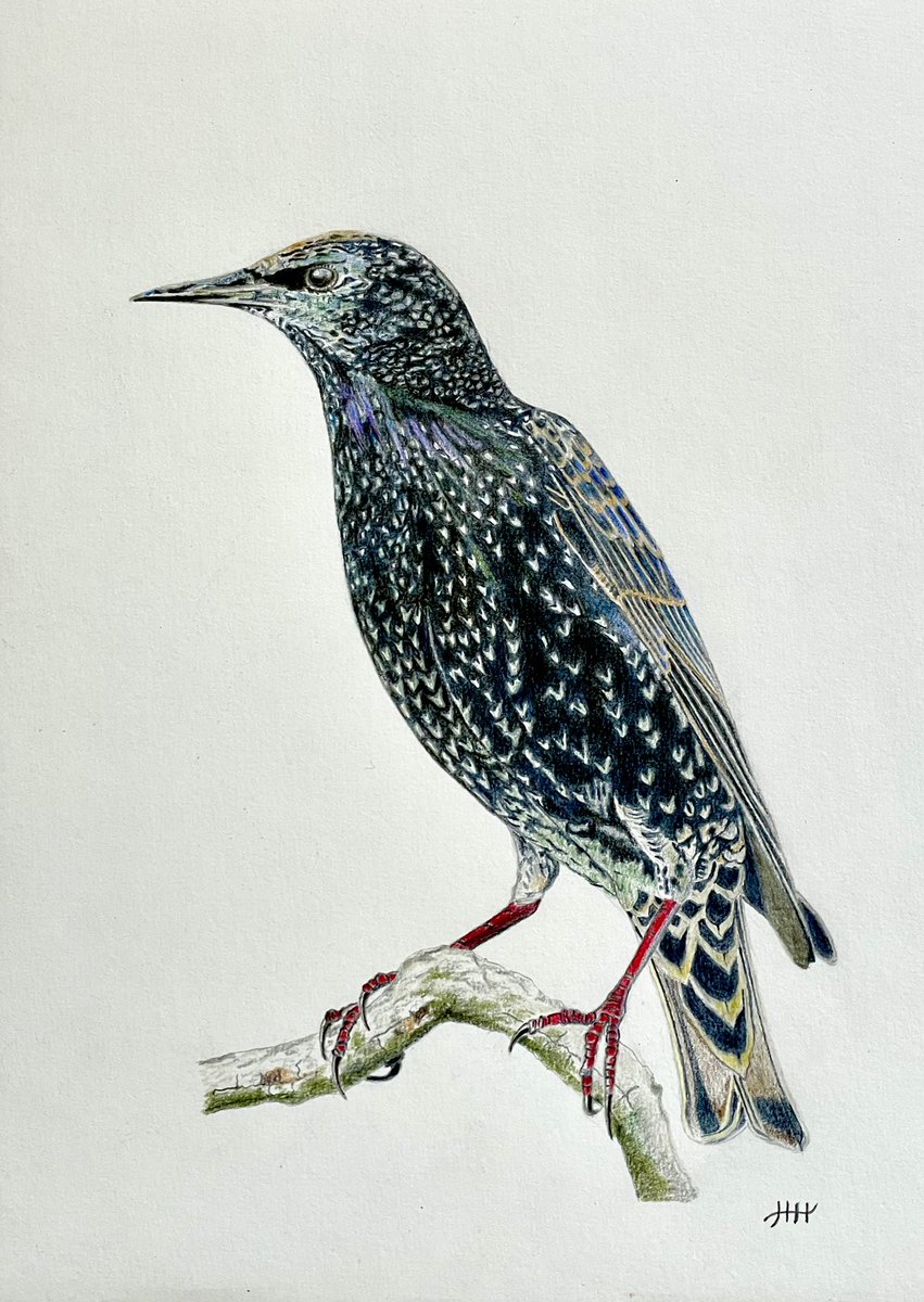 This is my drawing of a starling ✍️ #starling #bird #birds #colouredpencils #drawingart #artistsonx