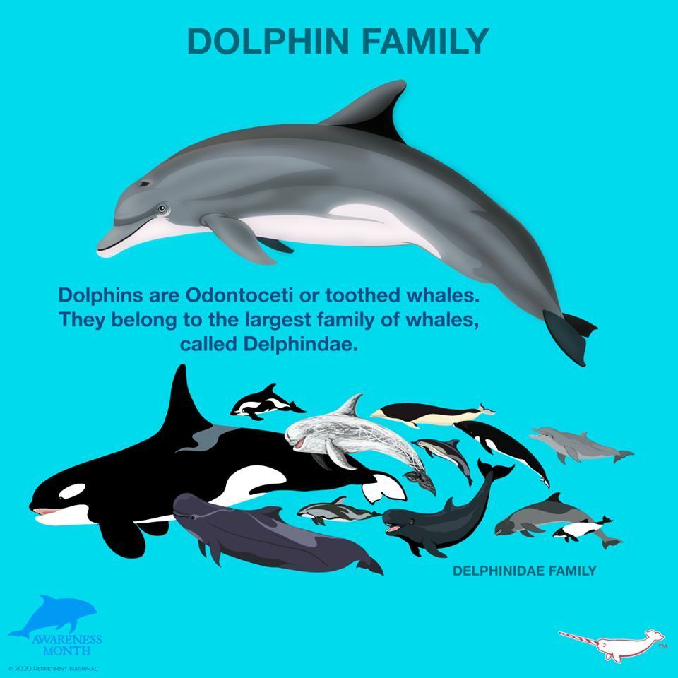 It's #NationalDolphinDay! There are between 36 & 40 species of dolphins, depending on how you categorize certain subspecies. Maui’s dolphins are the smallest, coming in at an average of 50kg & 1.7m and Orcas, are the largest at 6 tons & 9.5m 🎨: @pepomintnarwhal #WhaleTales