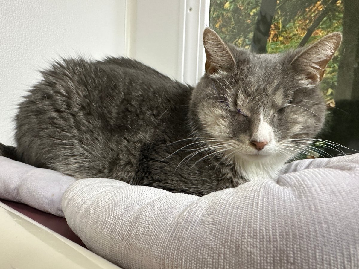 #COTD is Raja! She is a sweet blind kitty who was very sick and her eye had ruptured. She has had it removed and is now feeling a lot better! She loves to cuddle up in cave beds and get head scratches! Read more: blindcatrescue.com/cats/raja.htm