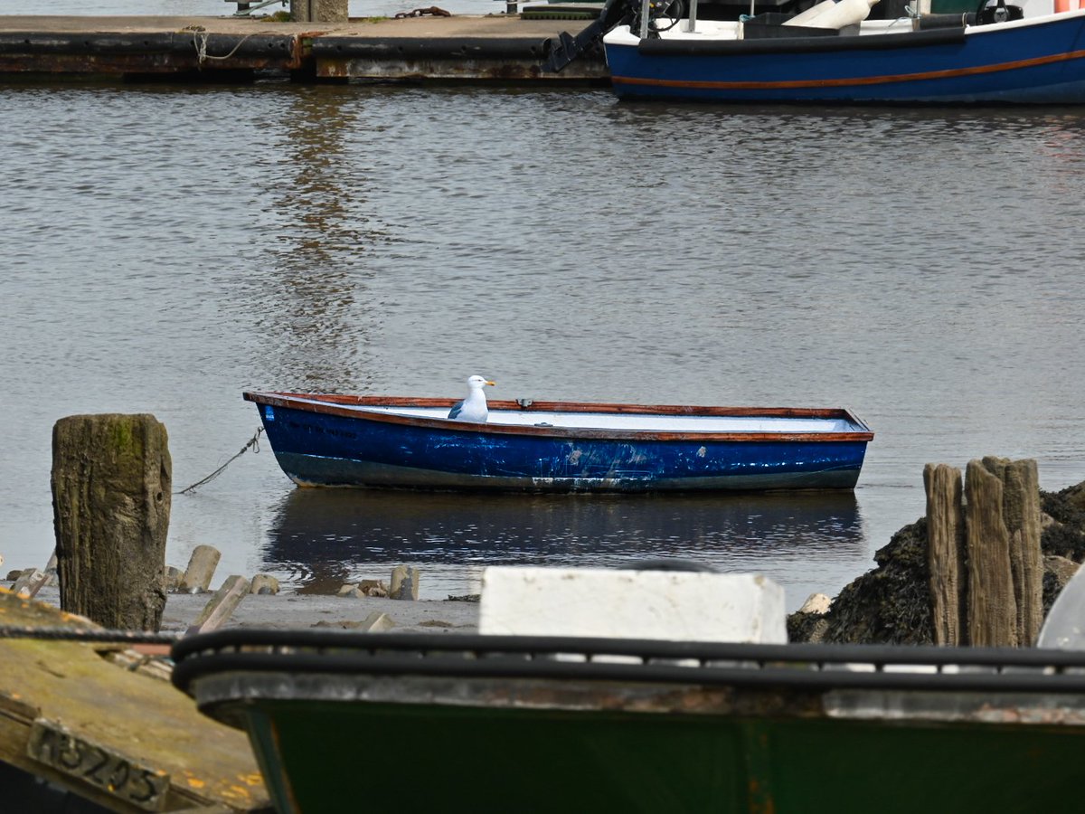 Today, I was disproportionately amused by the sight of this seagull cruising round the corner in a boat.  
Conwy

#conwy #seagull #visitwales