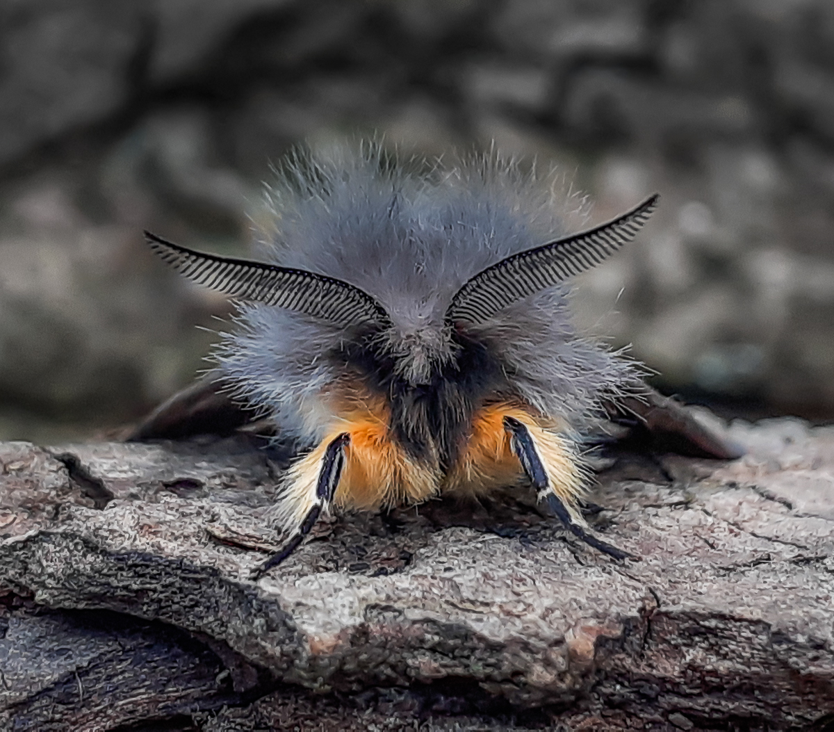 This posing Muslin Moth was NFY last night in the Hampshire garden. A reasonable return of 10 of 8 using two 2W LEDs and a few egg boxes. In comparison, the previous night I had 41 of 20 using 2 traps with 70W of actinic bulb/tubes on what was a warmer night. #MothsMatter