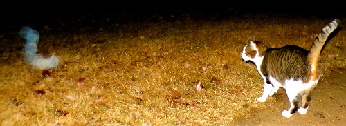 Orb season 2024 has officially begun! It happens when my cat, whose name is Orb, displays his first significant encounter with an orb-like object after the Vernal Equinox. #orbs #paranormal #cats